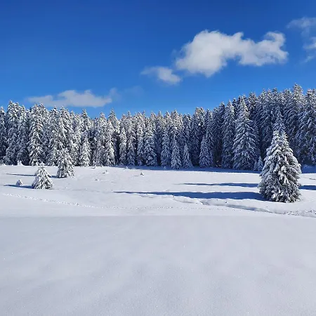 Ferienhaus-schoenwald Im Herzen Des Schwarzwaldes 1zimmer Mit Terrasse App17 Schönwalde